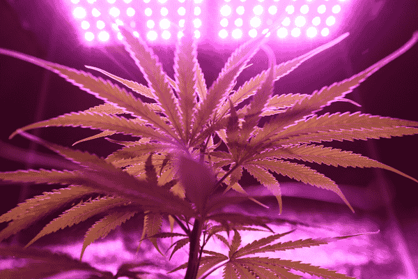 Image of a cannabis plant in front of LED grow lights.