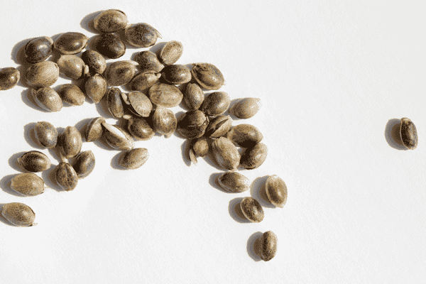 cannabis seeds laid out on a table