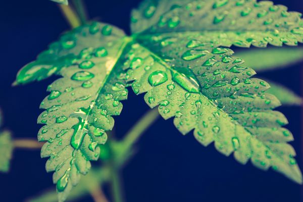 image of a cannabis plant that may be dealing with thrips
