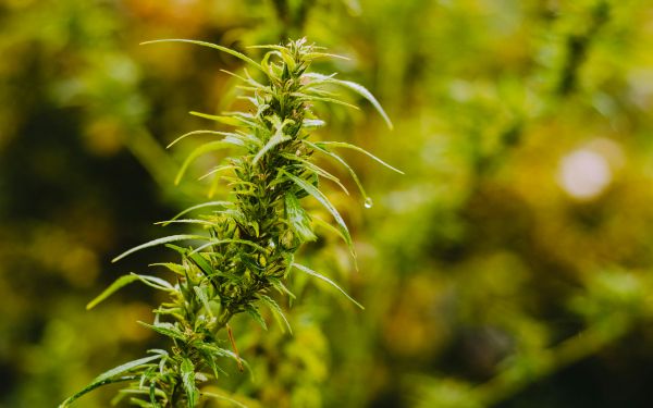 a sativa plant growing tall
