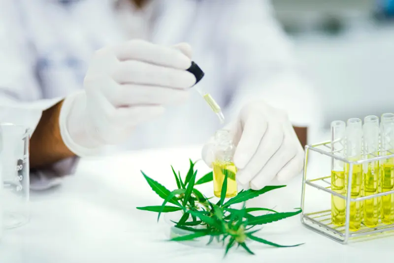 Person lab testing cannabis flower