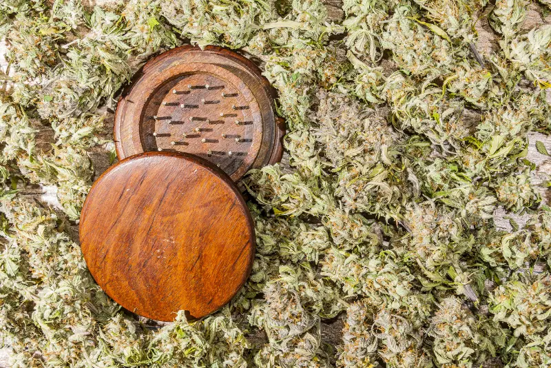 A cannabis grinder surrounded by cannabis flower