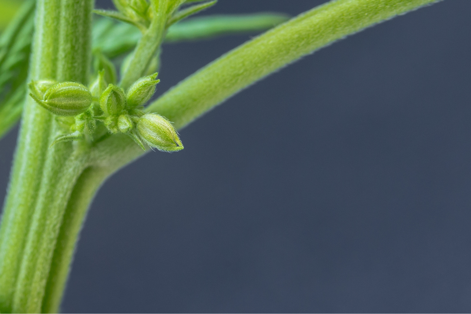 Understanding Cannabis Pollination and Cross-Breeding