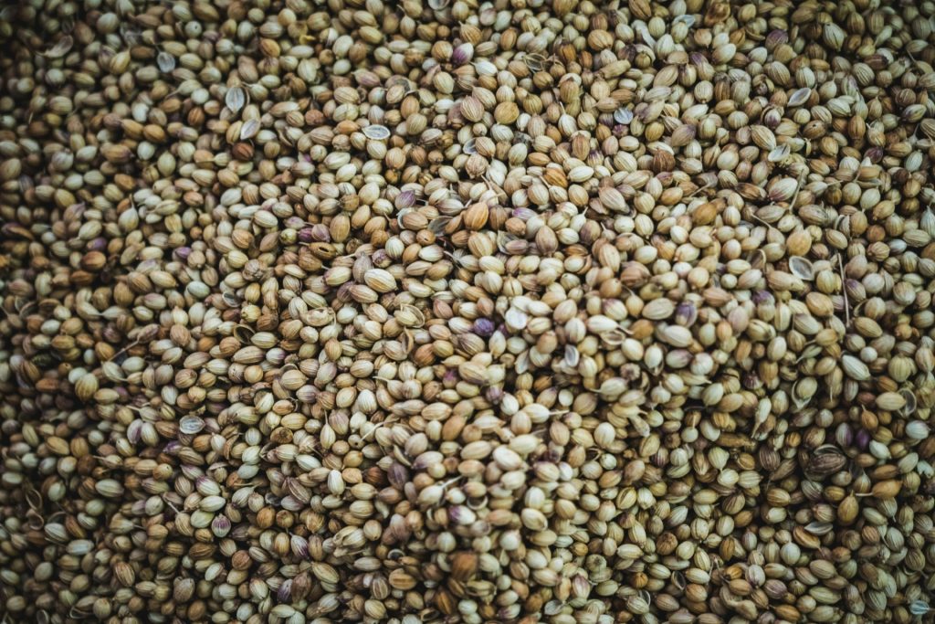 A pile of cannabis seeds