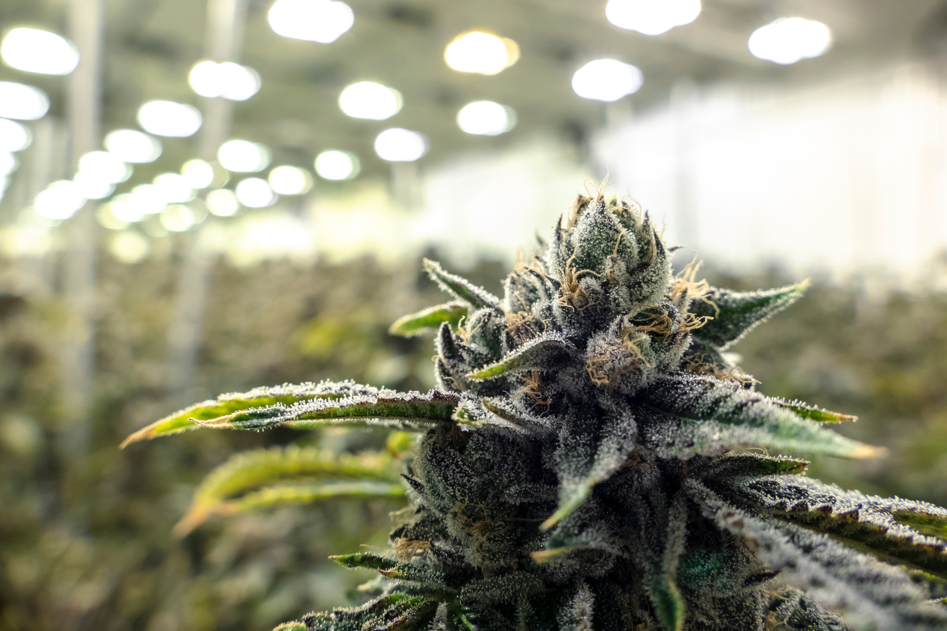 How Light Degrades Cannabis: THC Breakdown and Proper Storage Tips
