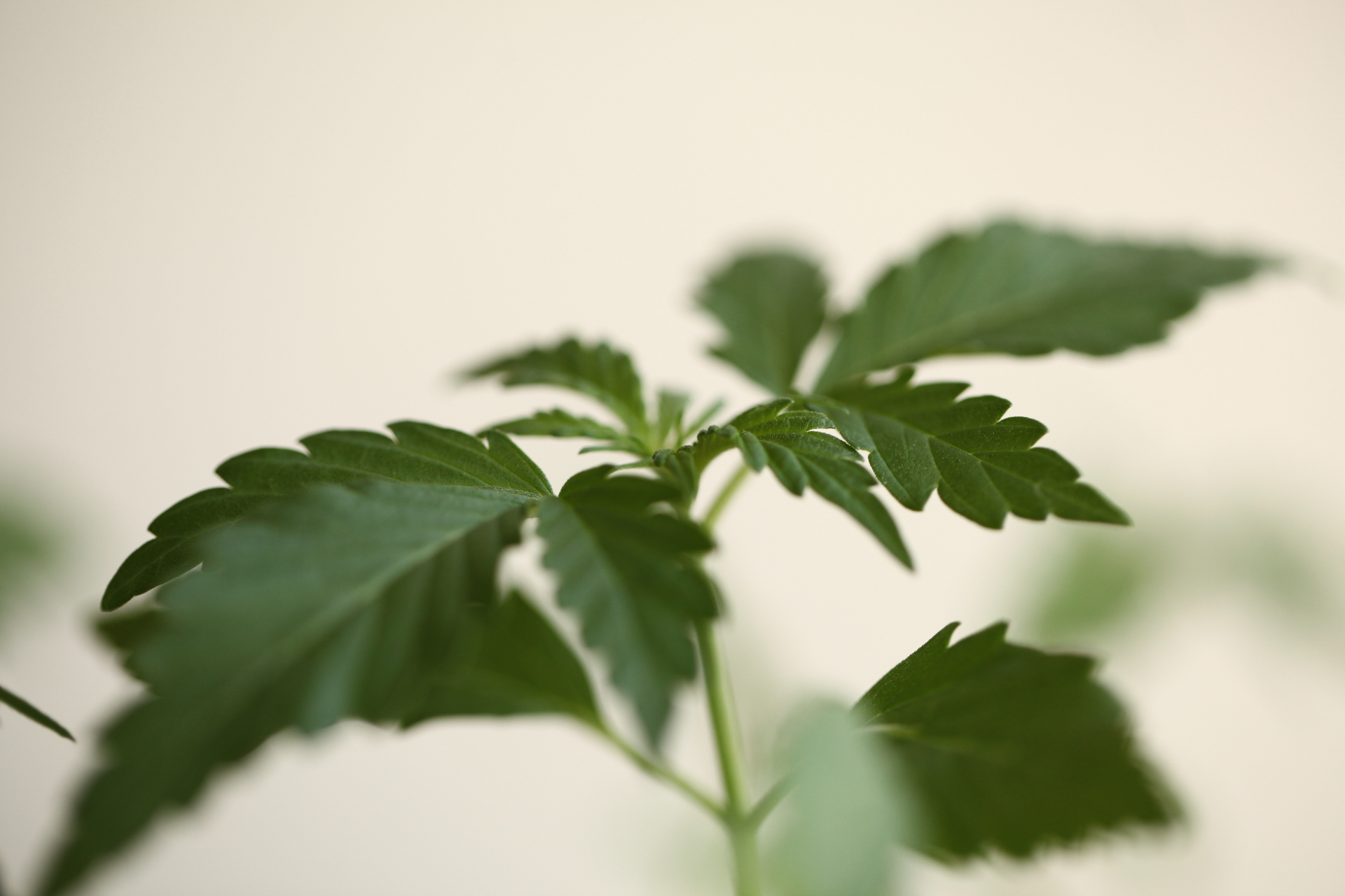 Essential Cannabis Growing Supplies: A Comprehensive Guide