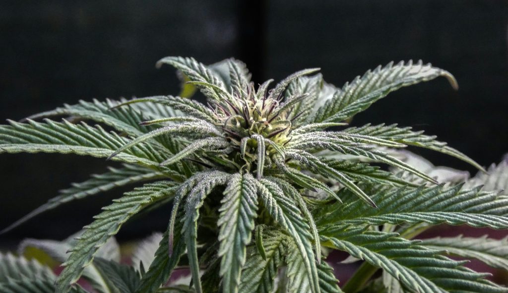 Image of an indica cannabis plant