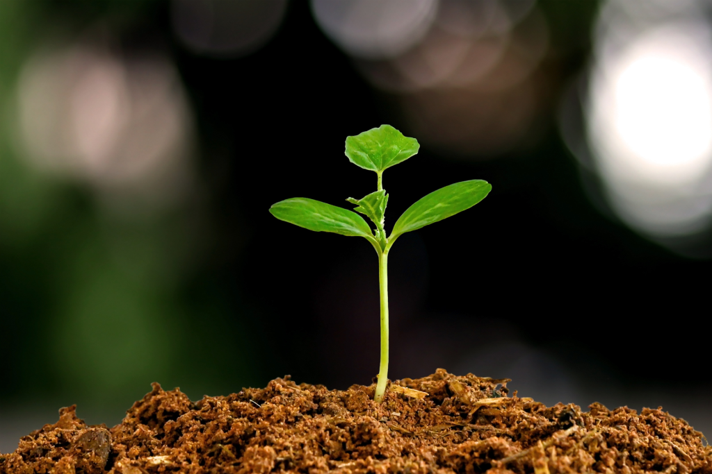 Image of a young plant in a living soil cannabis grow