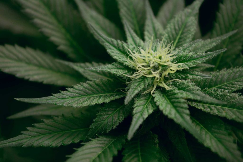 Image of a cannabis flower during the growth stage.