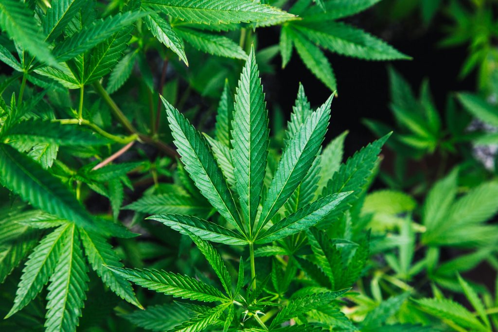 Thrips in cannabis cultivation can be very detrimental to plant health.