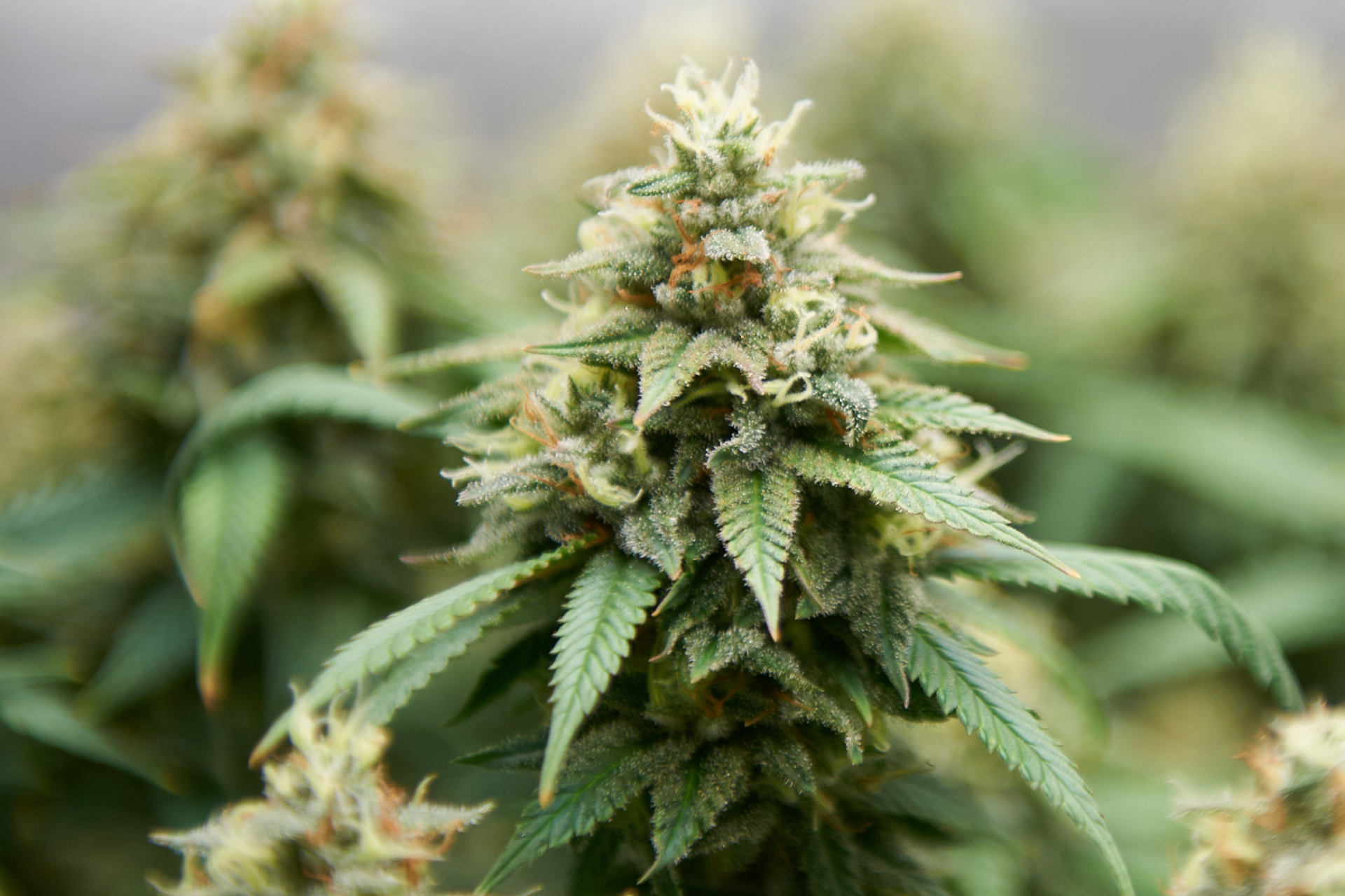 THC Potency Limits: A New Prohibition?