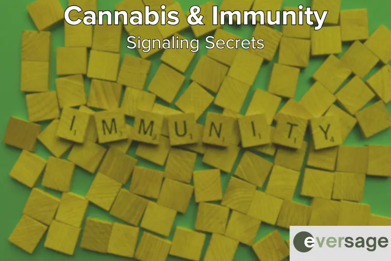 Cannabis & Immunity: Signaling Secrets