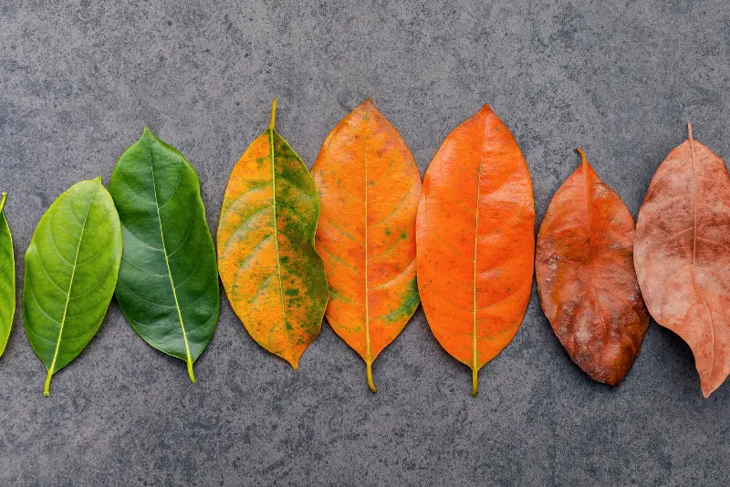 How the endocannabinoid system changes as we age