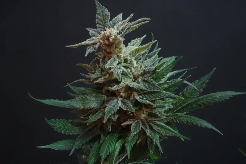 Cannabis Bud